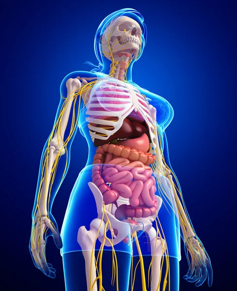 Female skeleton with nervous and digestive system artwork — Stock Image Female skeleton with nervous and digestive system artwork Stock Picture