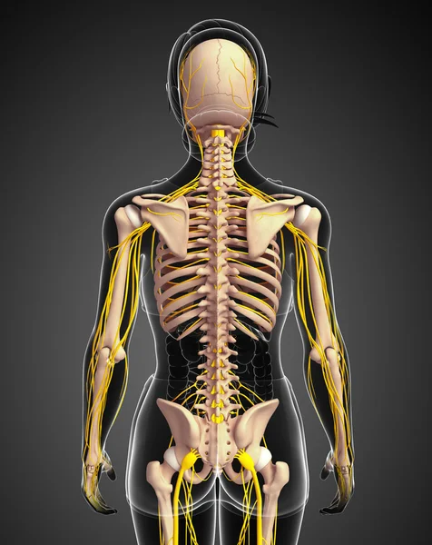 Nervous system and female skeleton artwork — Stock Image Nervous system and female skeleton artwork Stock Photo