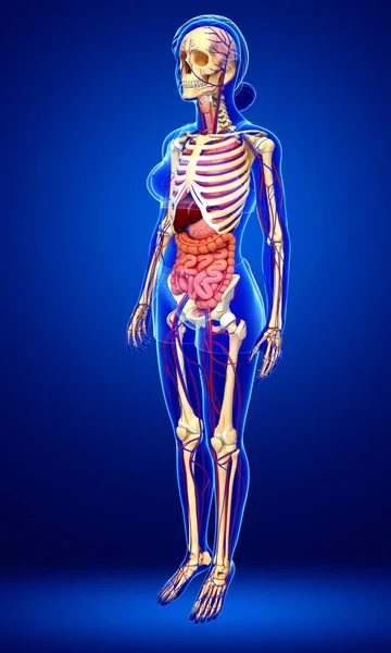 Female skeletal, digestive and circulatory system — Stock Image Female skeletal, digestive and circulatory system Royalty Free Stock Images