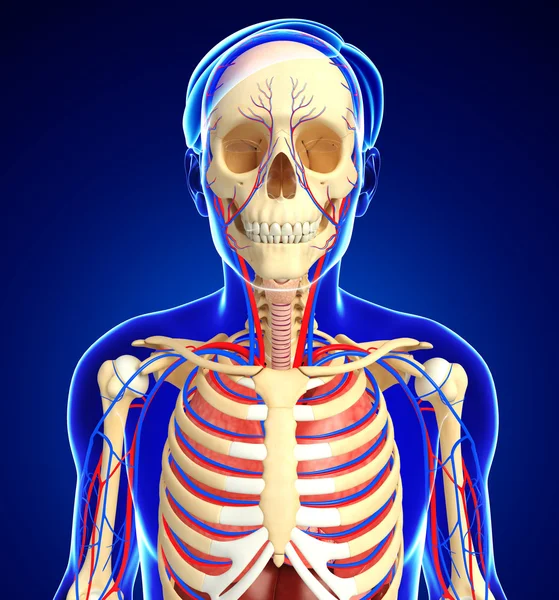 Female skeletal and circulatory system — Stock Image Female skeletal and circulatory system Stock Photo