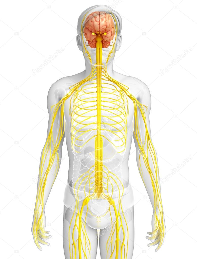 Male nervous system artwork