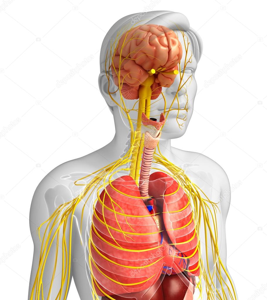 Male body of Nervous and digestive system artwork 