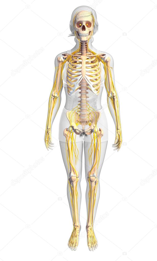 Nervous system and female skeleton artwork