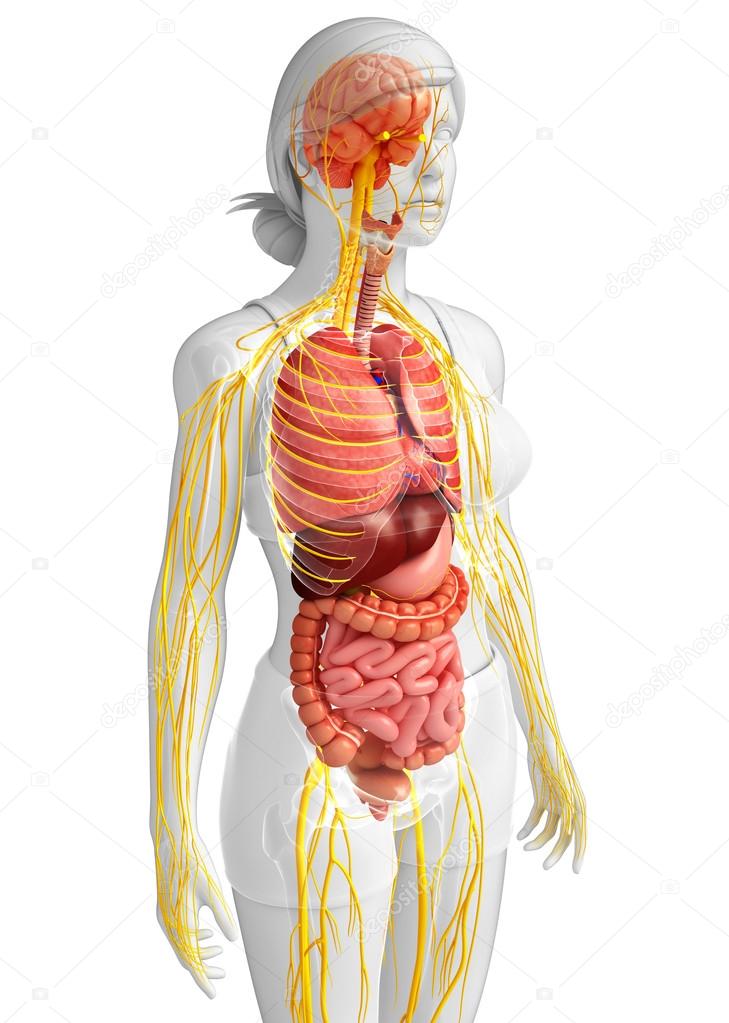Female body of Nervous and digestive system artwork
