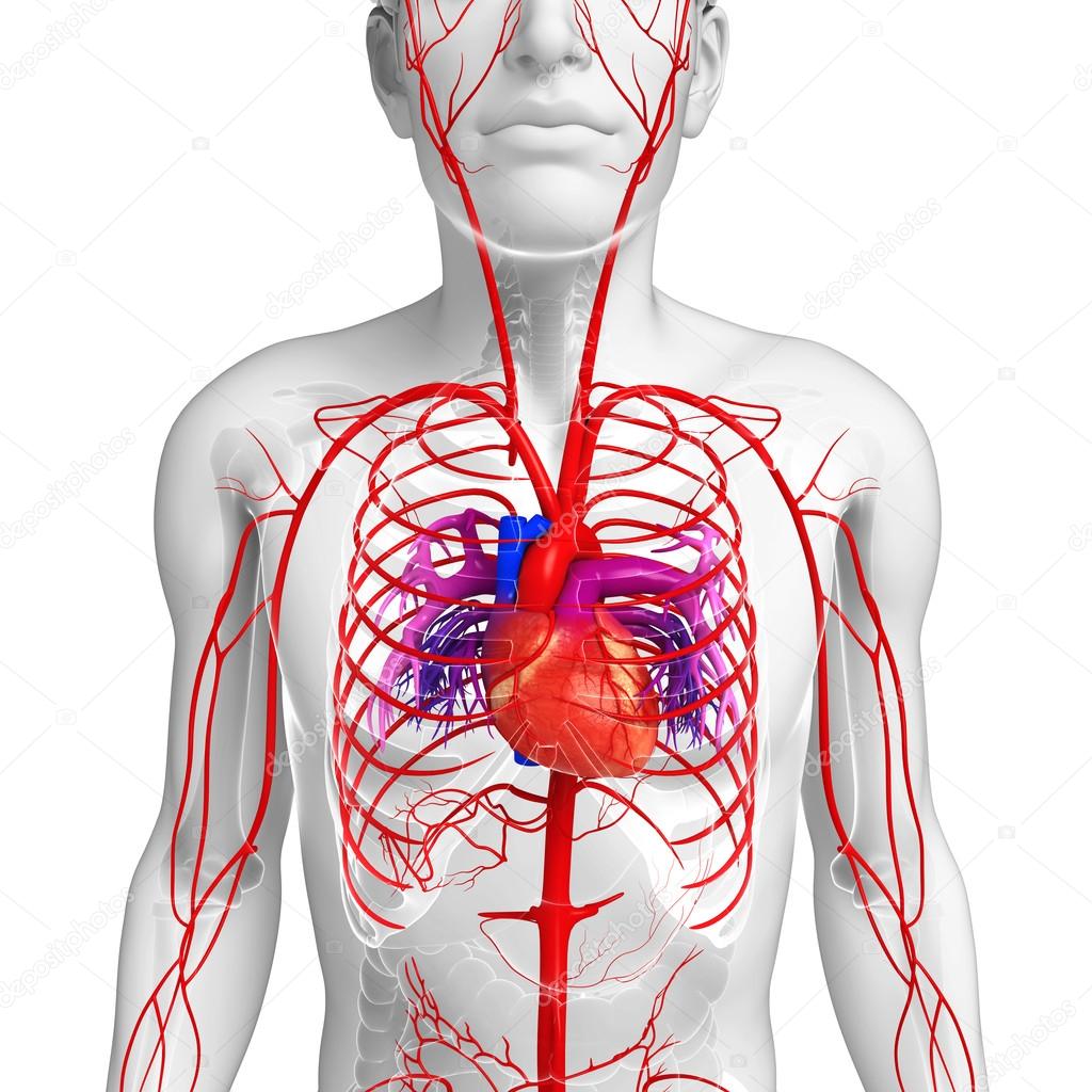 Male arterial system 