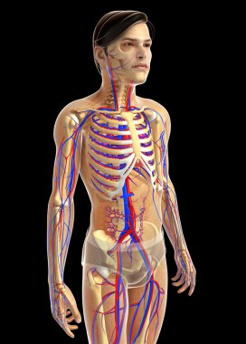 insan kalp anatomisi