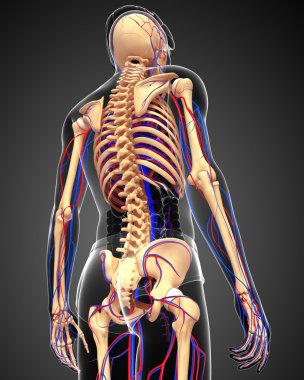 erkek iskelet dolaşım sistemi