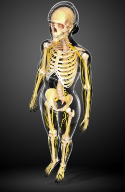Sinir sistemi ve dişi iskelet resmi