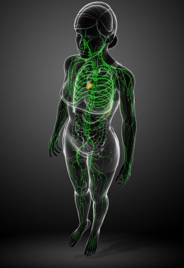 Kadın bedeninin lenfatik sistem