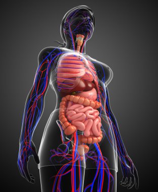 Sindirim ve dolaşım sistemi kadın bedeni