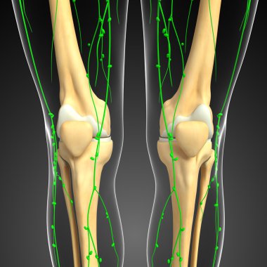 Lenfatik sistem diz iskelet sanat