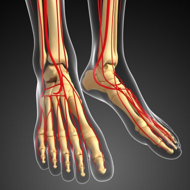 insan bacak dolaşım sistemi