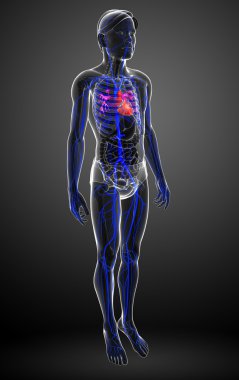 insan kalp anatomisi