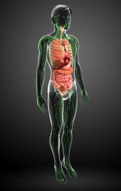 Lenfatik ve sindirim sistemi erkek vücut sanat