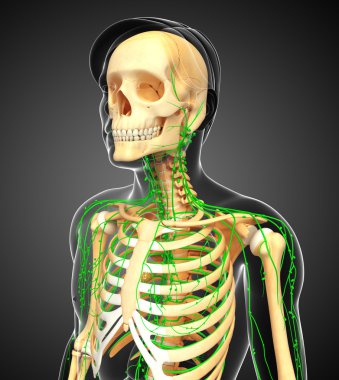 Lenfatik sistem erkek iskelet sanat