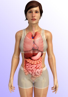 İnsan sindirim sistemi