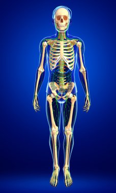 Lenfatik sistem erkek iskelet sanat