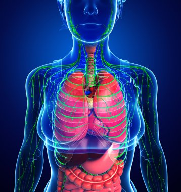 Lenfatik ve sindirim sistemi kadın bedeni sanat