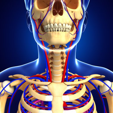erkek iskelet dolaşım sistemi