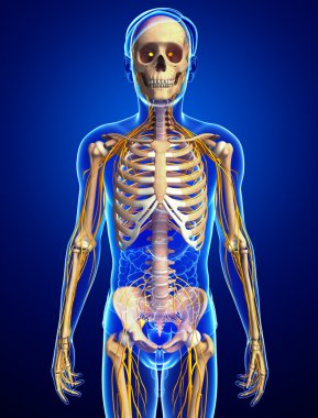 Erkek iskelet ve sinir sistemi sanat