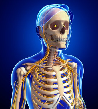 Erkek göğüs kafesi ve sinir sistemi sanat