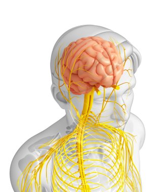 Male nervous system artwork clipart