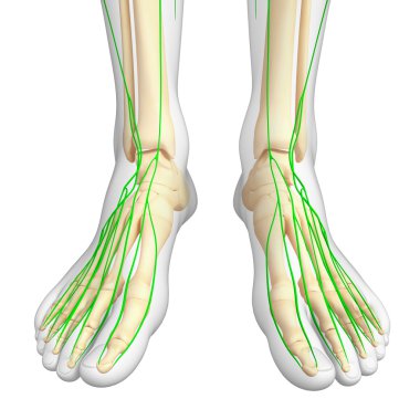 Lenfatik sistem insan iskelet sanat