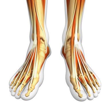 illüstrasyon insan ayak