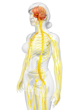 Kadın sinir sistemi sanat