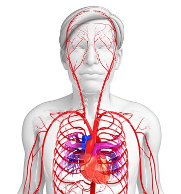 Male arterial system  clipart