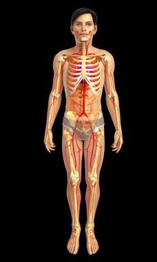 insan kalp anatomisi