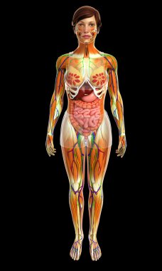 İnsan sindirim sistemi