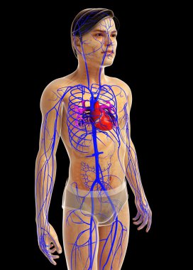 insan kalp anatomisi