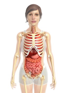İnsan sindirim sistemi