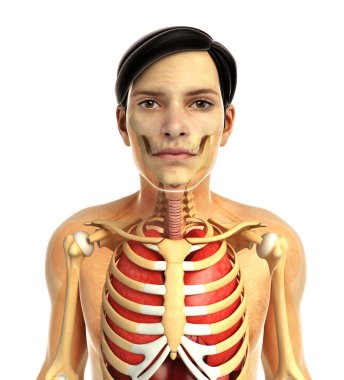 insan solunum sistemi