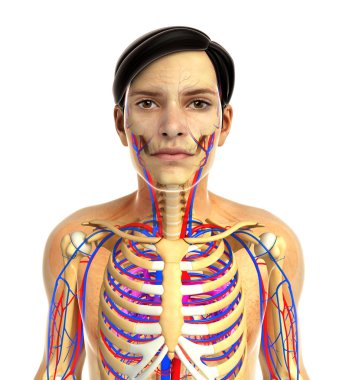 insan kalp anatomisi