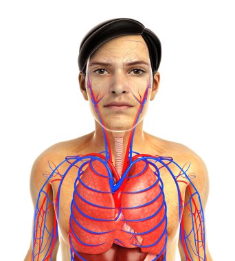 insan solunum sistemi