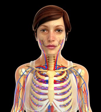 insan kalp anatomisi