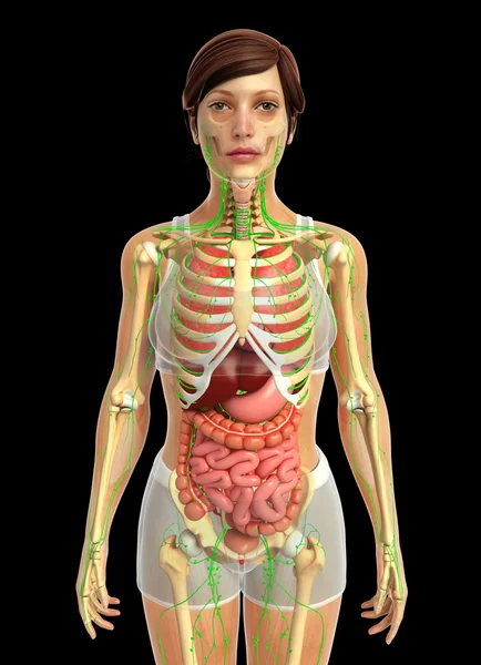 İnsan sindirim sistemi