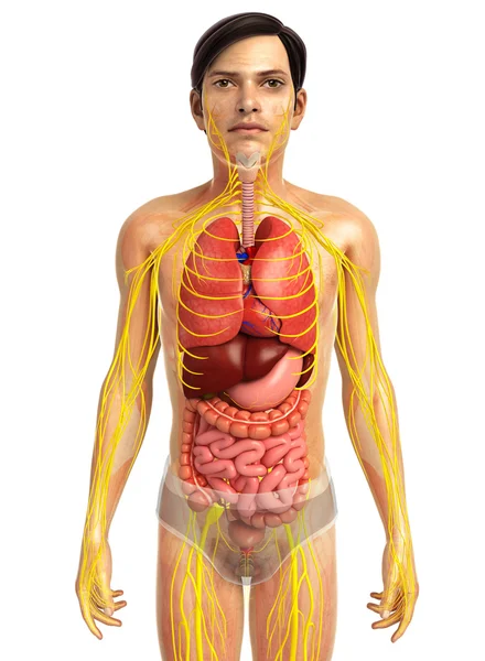 İnsan sindirim sistemi