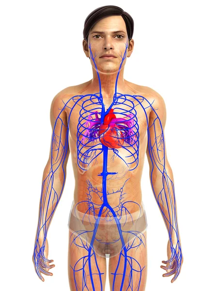 insan kalp anatomisi