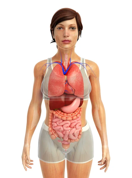 Sistema digestivo humano — Foto de Stock