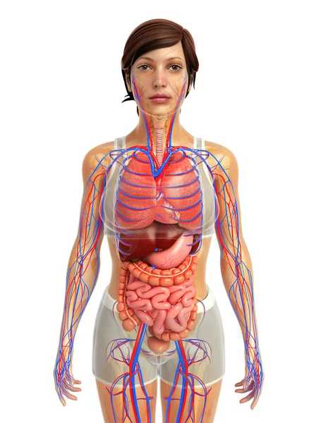 Sistema digestivo humano — Fotografia de Stock