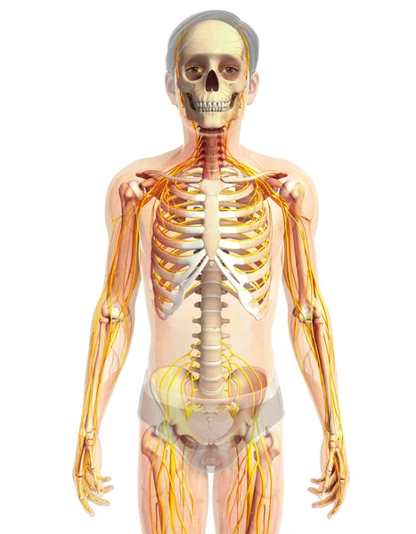 Obra de arte do sistema nervoso humano — Fotografia de Stock