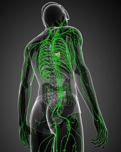 Lymphsystem des männlichen Körpers — Stockfoto