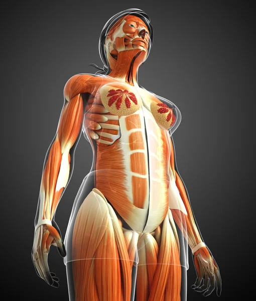 26,421 Muscle Anatomy Female Images, Stock Photos, 3D objects