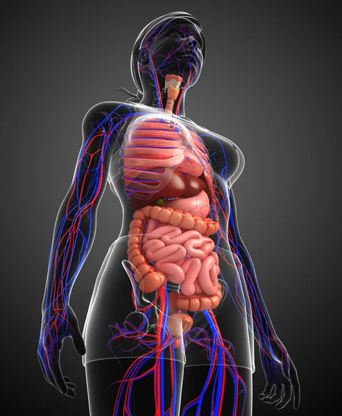 Sindirim ve dolaşım sistemi kadın bedeni