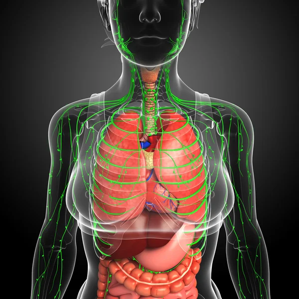 Lenfatik ve sindirim sistemi kadın bedeni sanat