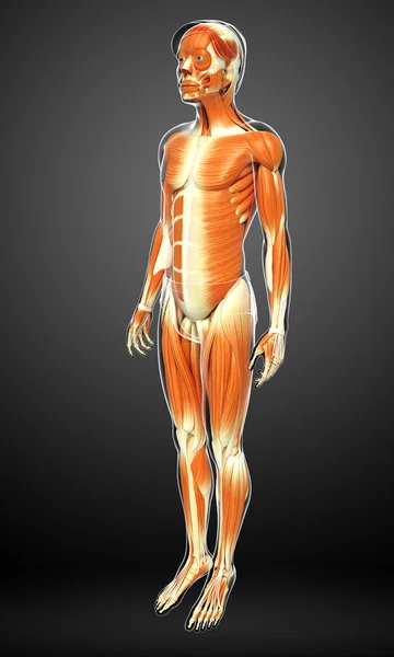 Anatomie des muscles humains — Photo