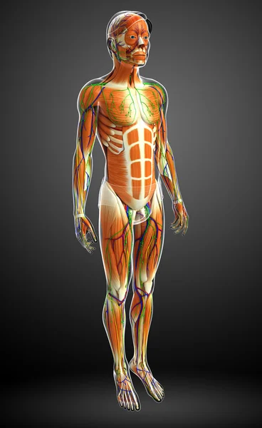 Анатомія людини м'язи — стокове фото